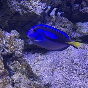 regal blue tang (paracanthurus hepatus) (1)