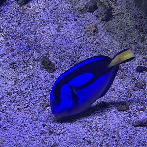 regal blue tang (paracanthurus hepatus) (2)