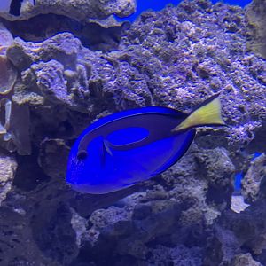 regal blue tang (paracanthurus hepatus) (3)