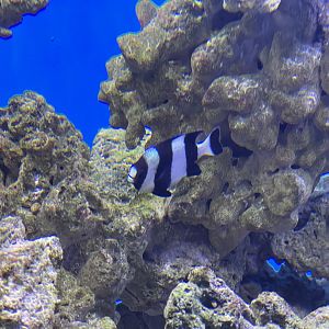 blacktail damselfish (dascyllus melanurus) (1)