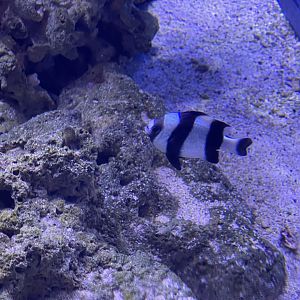 blacktail damselfish (dascyllus melanurus) (2)