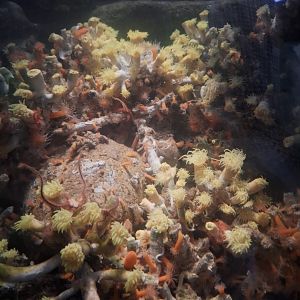 Deep sea invertebrates - Uozu Aquarium