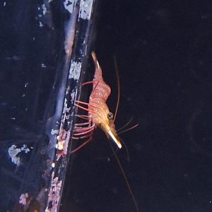 Camel Shrimp (Rhynchocinetes uritai) - Uozu Aquarium