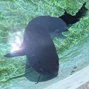 White Sturgeon (Sinosturio transmontanus) - Uozu Aquarium