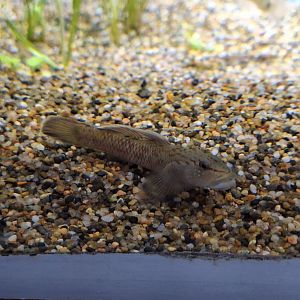 Yoshinobori goby sp. (Rhinogobius sp.) - Uozu Aquarium