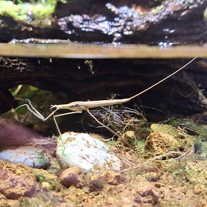 Water Stick Insect (Ranatra chinensis) - Uozu Aquarium