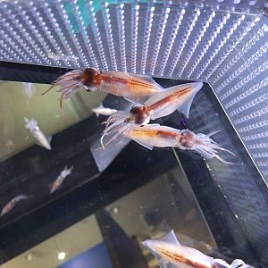 Firefly Squid (Watasenia scintillans) - Uozu Aquarium