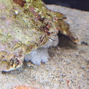 Webfoot Octopus (Amphioctopus fangsiao) - Uozu Aquarium