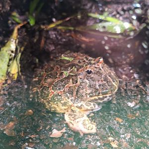 Argentine Horned Frog (Ceratophrys ornata) - Uozu Aquarium