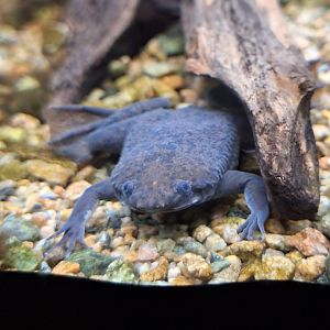 Carvalho's Surinam Toad (Pipa carvalhoi) - Uozu Aquarium
