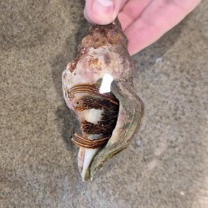 Orange-striped Hermit Crab (Clibanarius infraspinatus) - Uozu Aquarium