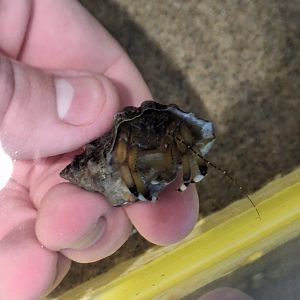 Hon-yadokari (Pagurus filholi) - Uozu Aquarium