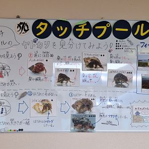 Touch pool signage - Uozu Aquarium