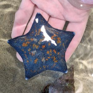Blue Bat Star (Patiria pectinifera) - Uozu Aquarium