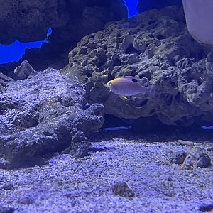 talbot’s damselfish (chrysiptera talboti)