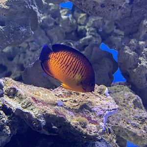 twospined angelfish (centropyge bispinosa)