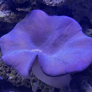 umbrella leather coral (sarcophyton sp.)