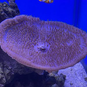 elephant ear anemone (amplexidiscus fenestrafer)