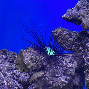 purple tube anemone (cerianthus filiformis)