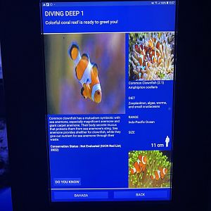 soft coral tank - common clownfish signage