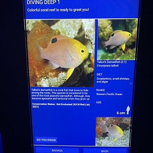 soft coral tank - talbot’s damselfish signage