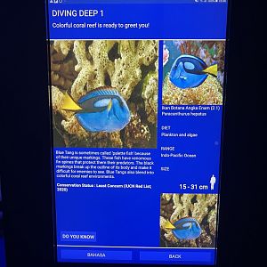 soft coral tank - regal blue tang signage