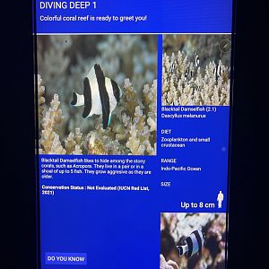 soft coral tank - blacktail dascyllus signage