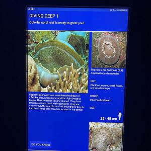 soft coral tank - elephant ear anemone signage