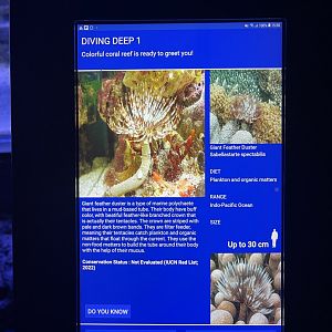 soft coral tank - giant feather duster signage