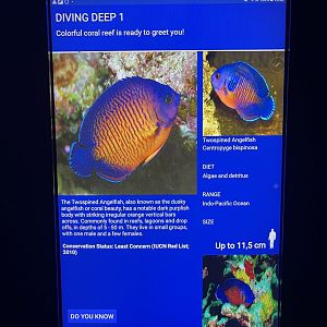 soft coral tank - twospined angelfish signage