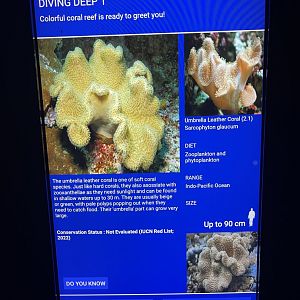 soft coral tank - umbrella leather coral signage