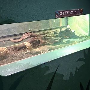 Quince Monitor (Varanus melinus) tank - Uozu Aquarium