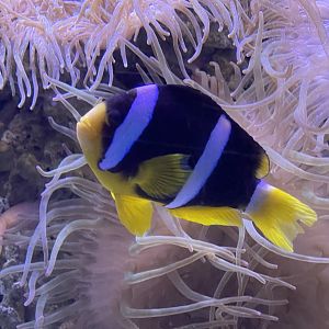 clark’s anemonefish (amphiprion clarkii) (2)