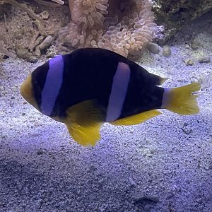 clark’s anemonefish (amphiprion clarkii) (3)