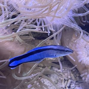 bluestreak cleaner wrasse (labroides dimidiatus)