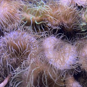 ritteri anemone (radianthus magnifica)