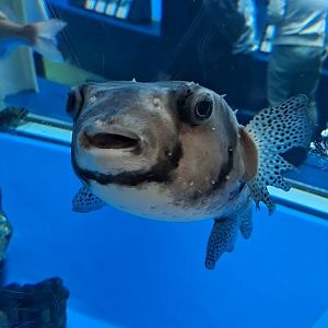 Pacific Burrfish (Chilomycterus reticulatus) - Uozu Aquarium