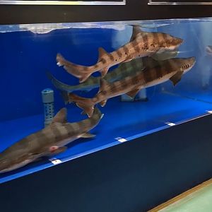 Banded Houndshark (Triakis scyllium) tank - Uozu Aquarium