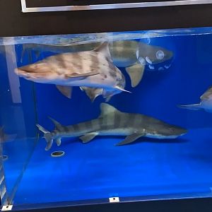 Banded Houndshark (Triakis scyllium) tank - Uozu Aquarium