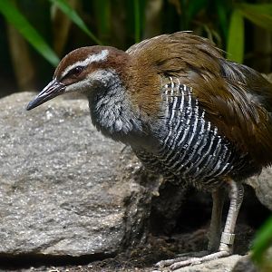 Guam Rail (Hypotaenidia owstoni)