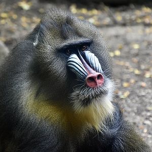 Mandrill (Mandrillus sphinx) male - "Nigel"