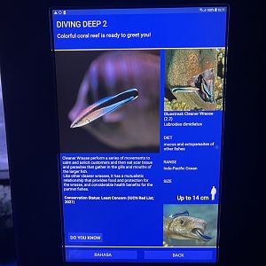 sea anemone tank - bluestreak cleaner wrasse signage