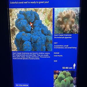 sea anemone tank - giant carpet anemone signage