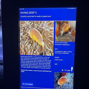 sea anemone tank - pink skunk clownfish signage