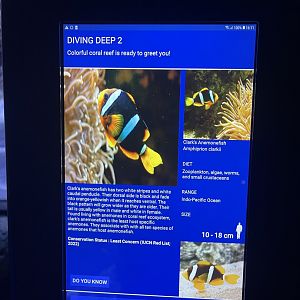 sea anemone tank - clark’s anemonefish signage