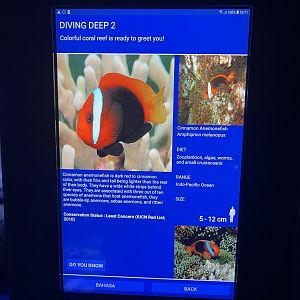 sea anemone tank - cinnamon clownfish signage