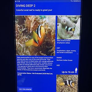 sea anemone tank - sebae clownfish signage