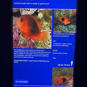 sea anemone tank - red saddleback anemonefish signage