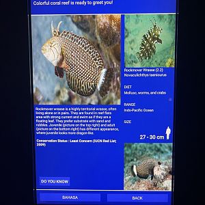 sea anemone tank - rockmover wrasse signage