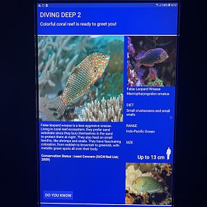 sea anemone tank - ornate leopard wrasse signage